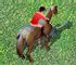 Show Jumping - Play Free Online Games