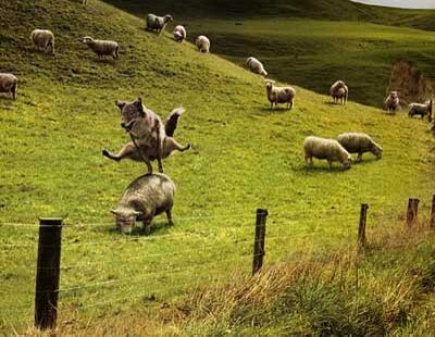 Wolf and sheep - Funny Pictures and Images