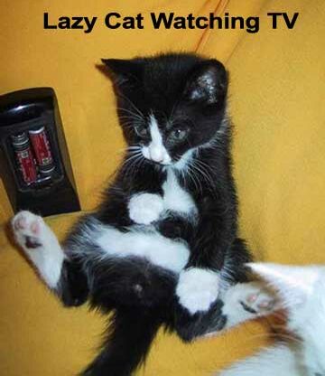 Lazy Cat - Funny Pictures and Images