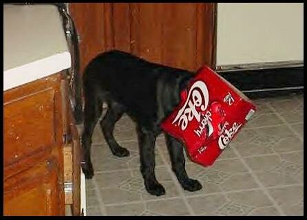 Doggone Thirsty - Funny Pictures and Images
