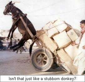 Stubborn as a mule - Funny Pictures and Images