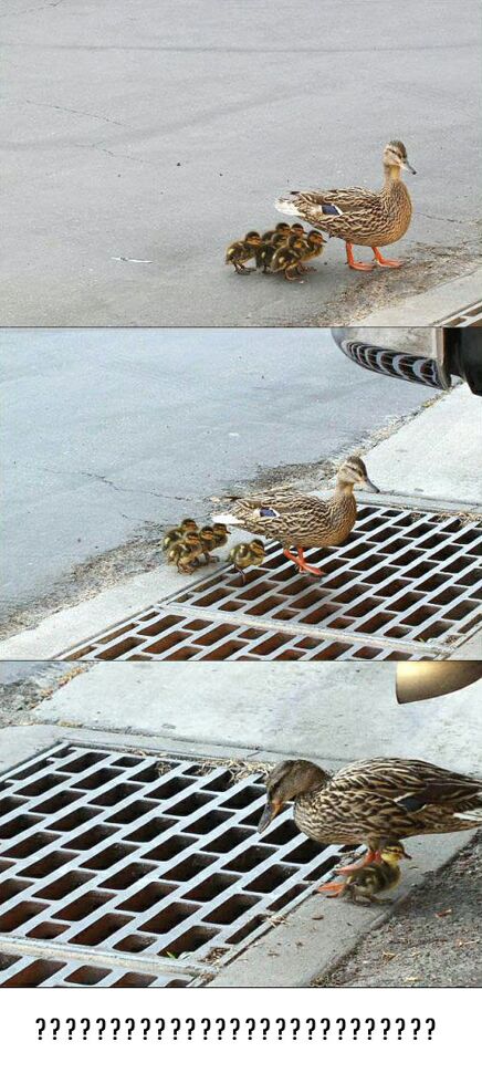 Why did the ducks cross the street? - Funny Pictures and Images