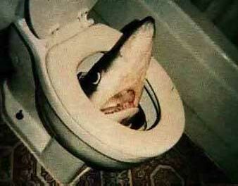 Shark Toilet - Funny Pictures and Images