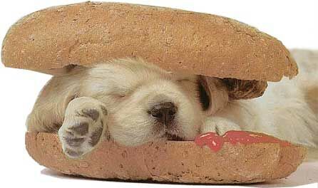 Puppy sandwich - Funny Pictures and Images