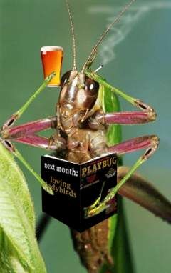 A bug's life - Funny Pictures and Images