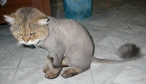 Furless cat - Funny Pictures and Images