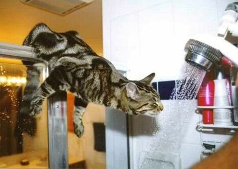 Thirsty Cat - Funny Pictures and Images