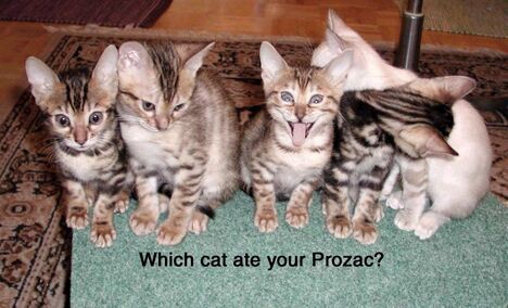 The Four Cat Mystery - Funny Pictures and Images