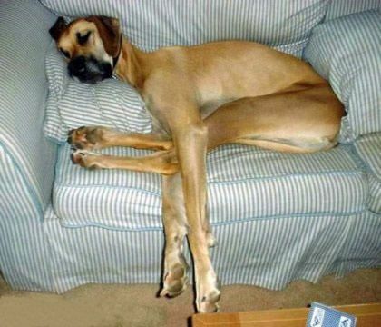 Doggie long Legs - Funny Pictures and Images