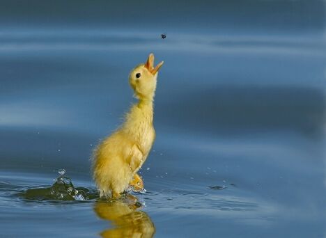 Go Duckling Go - Funny Pictures and Images