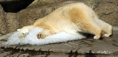 Polar Bear Bed - Funny Pictures and Images