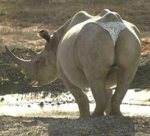 Rhino Wearing A.... - Funny Pictures and Images
