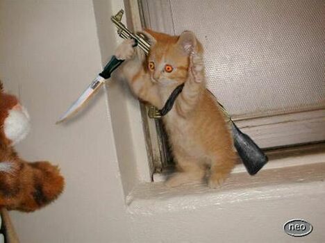 Armed Cat - Funny Pictures and Images