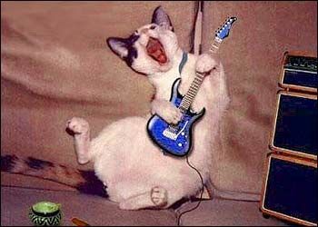 The Rocking Cat - Funny Pictures and Images
