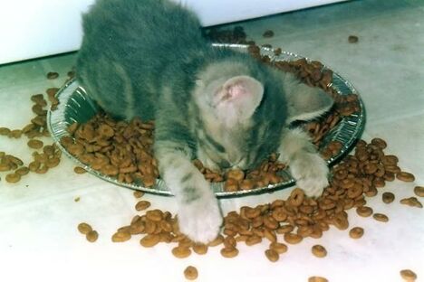 overeaten-cat.jpg