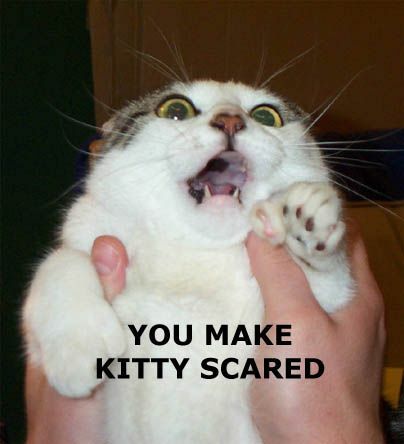 A frightened feline - Funny Pictures and Images