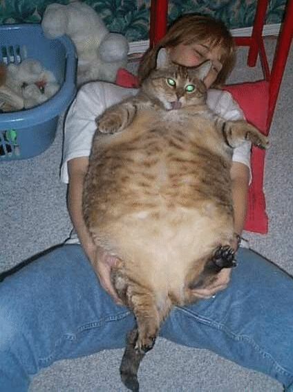 Fat Cat - Funny Pictures and Images