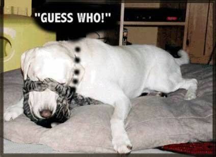 Guess Who? - Funny Pictures and Images