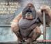 The Weight Sensitive Chimp - Funny Pictures