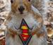 The Super Squirrel - Funny Pictures