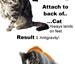 Cat Antigravity - Funny Pictures