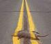 Road Kill - Funny Pictures