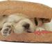 Puppy sandwich - Funny Pictures