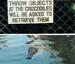 Crocodile Giver - Funny Pictures
