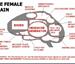 The female brain - Funny Pictures