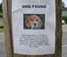 Dog Found - Funny Pictures