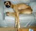 Doggie long Legs - Funny Pictures