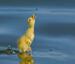 Go Duckling Go - Funny Pictures