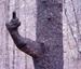 Tree's Message - Funny Pictures