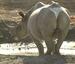 Rhino Wearing A.... - Funny Pictures