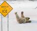 Polar Bear Slipping - Funny Pictures