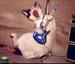 The Rocking Cat - Funny Pictures