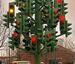 The Traffic Signal Tree - Funny Pictures