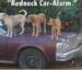 Redneck Car Alarm - Funny Pictures