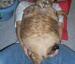 Fat Cat - Funny Pictures