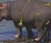 Mannered Hippo - Funny Pictures